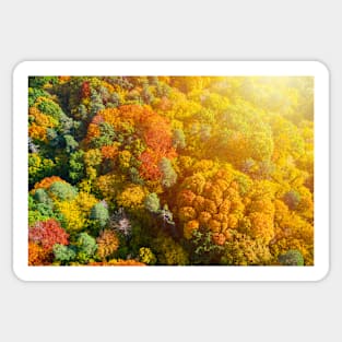 Aerial view of color autumn forest and sunset Sticker